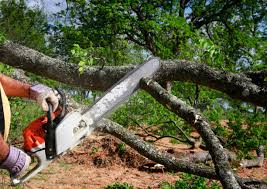 Tree and Shrub Care in Mayflower Village, CA