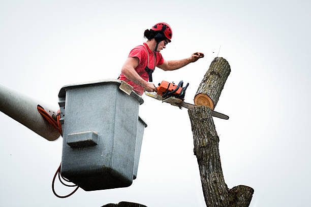 How Our Tree Care Process Works  in  Mayflower Village, CA